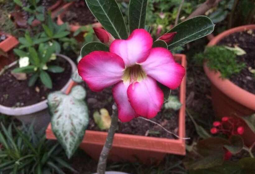 هتل Casa Gabriela