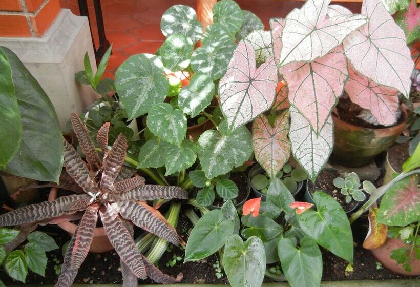 هتل Casa Gabriela