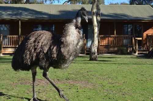 فندق Little Desert Nature Lodge