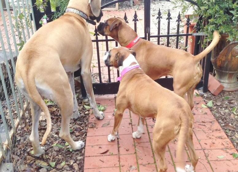 Must Love Dogs B&b & Self Contained Cottage