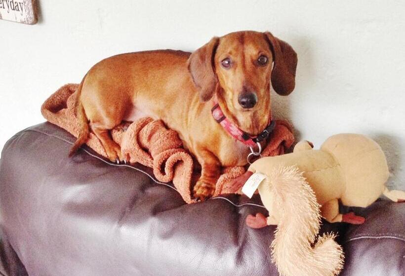 Must Love Dogs B&b & Self Contained Cottage