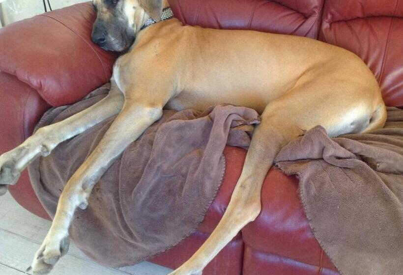 Must Love Dogs B&b & Self Contained Cottage