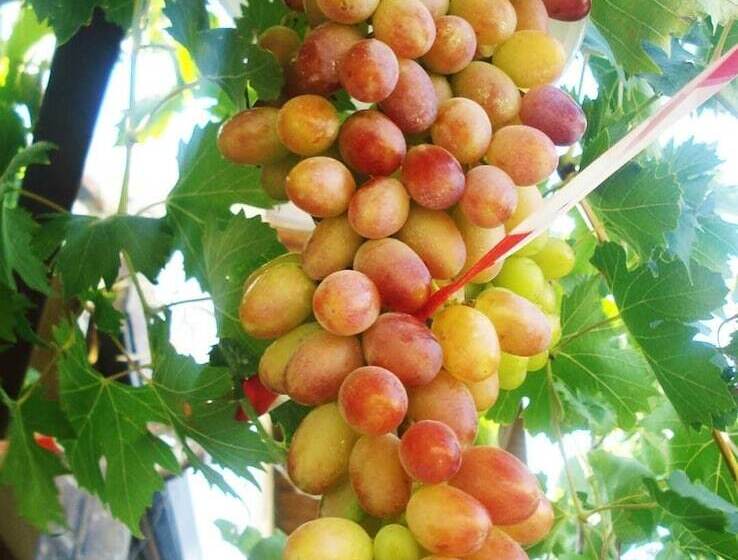 Romios Holiday Apartments