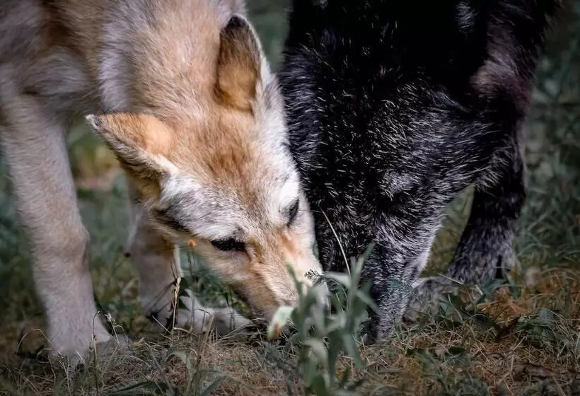 Lomakeskus Pyrénées Prestige