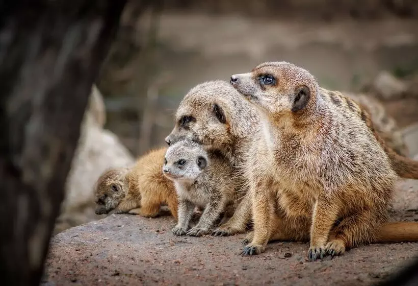 Lomakeskus Pyrénées Prestige