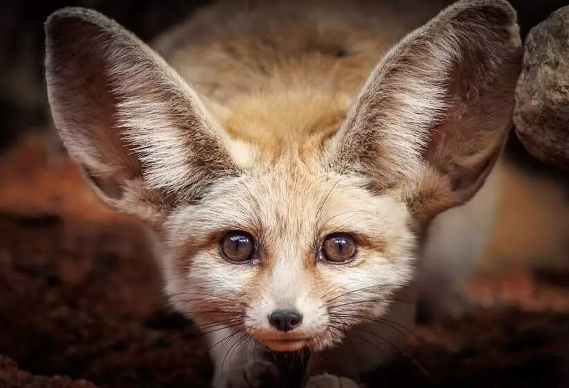 Lomakeskus Pyrénées Prestige