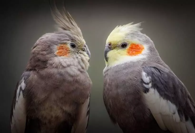 Lomakeskus Pyrénées Prestige