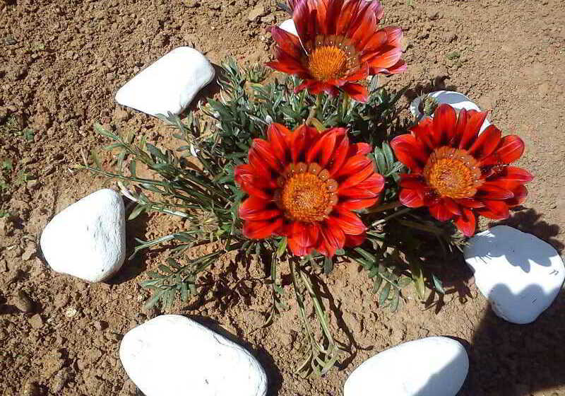 Nicolas Studios & Apartments