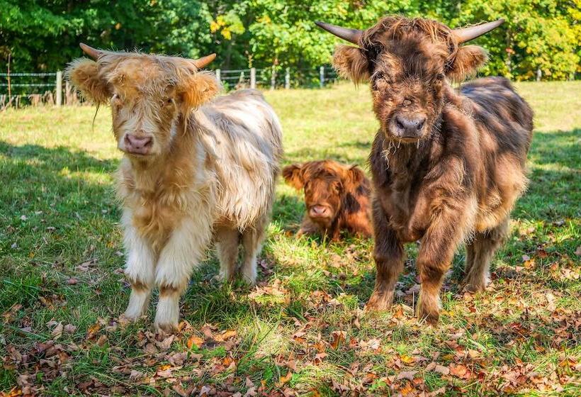 Hidden Hollow  Family Home In Amish Country!