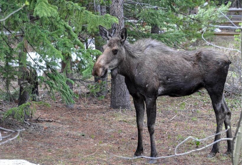 3 Mi To Main St: Mtn View Deck In Breckenridge Gem