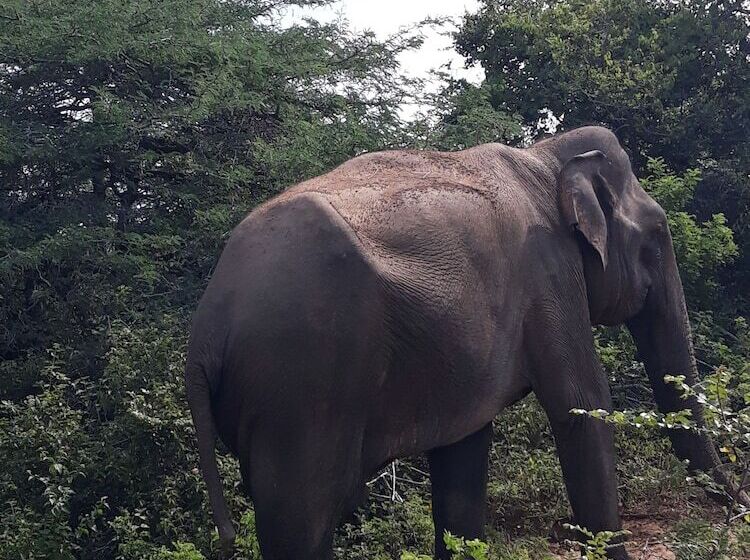 Отель Muthu Resort