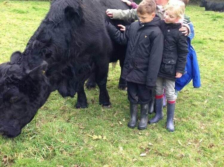 Cosy Stone Cottage On Llanllwni Mountain