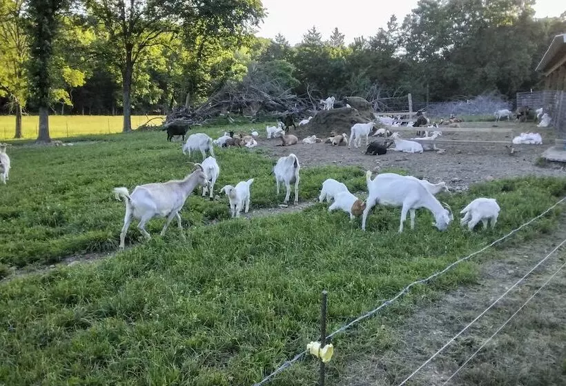 Unique Creekside Escape   Enjoy On Site Goats!
