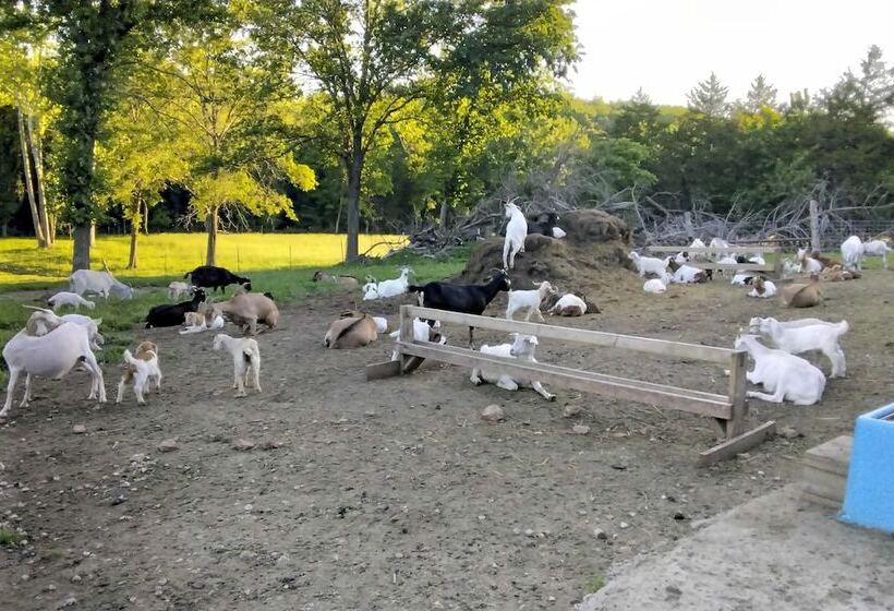 Unique Creekside Escape   Enjoy On Site Goats!