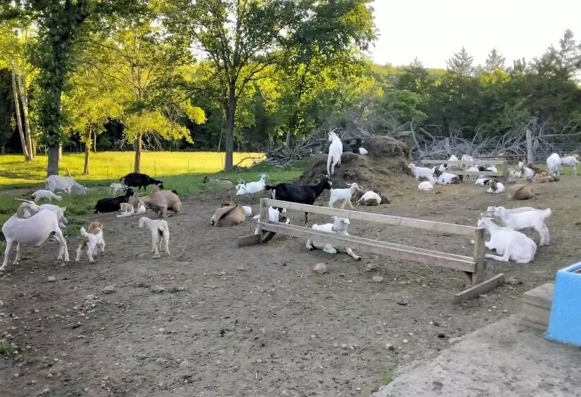 Unique Creekside Escape   Enjoy On Site Goats!