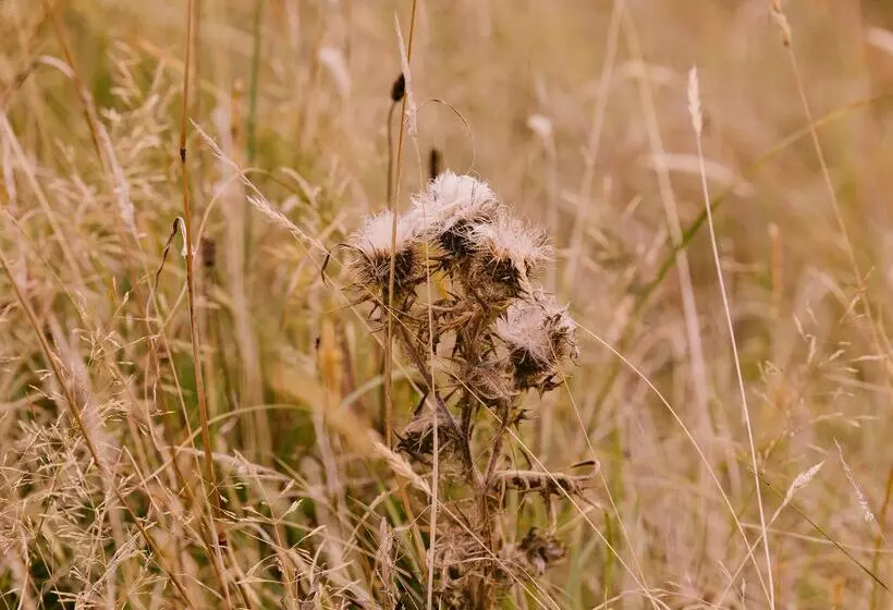 Lomakeskus Dornoch Station
