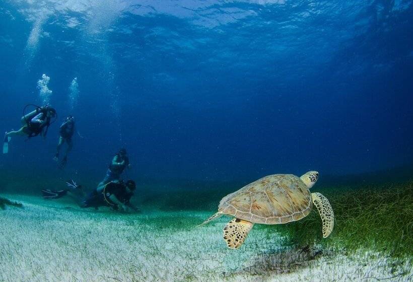 فندق Akumal Natura Glamping