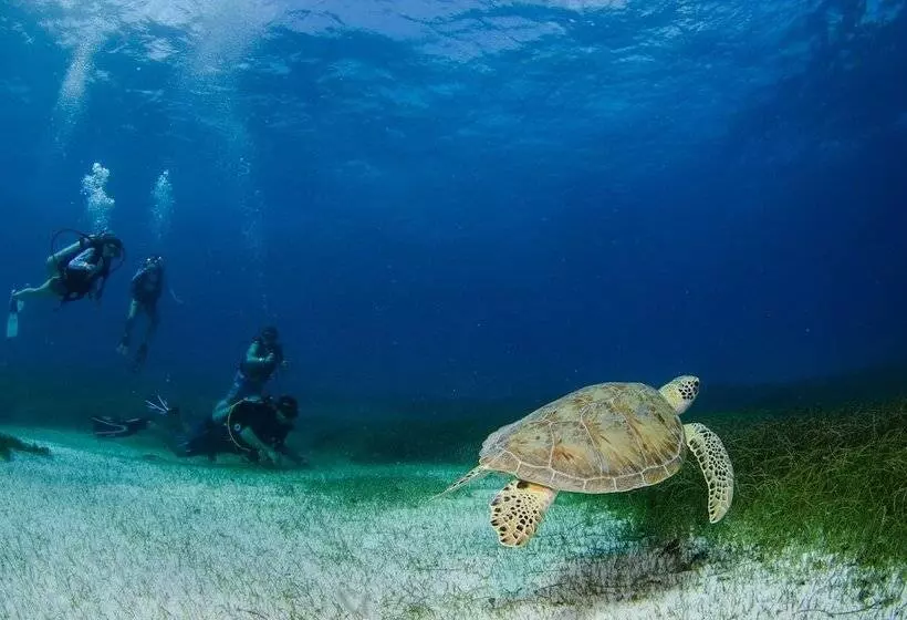 ホテル Akumal Natura Glamping