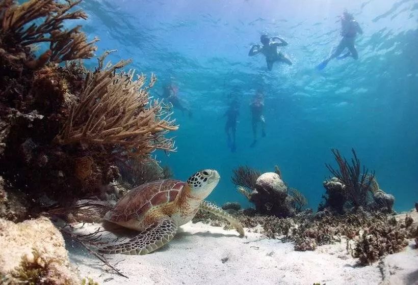 ホテル Akumal Natura Glamping