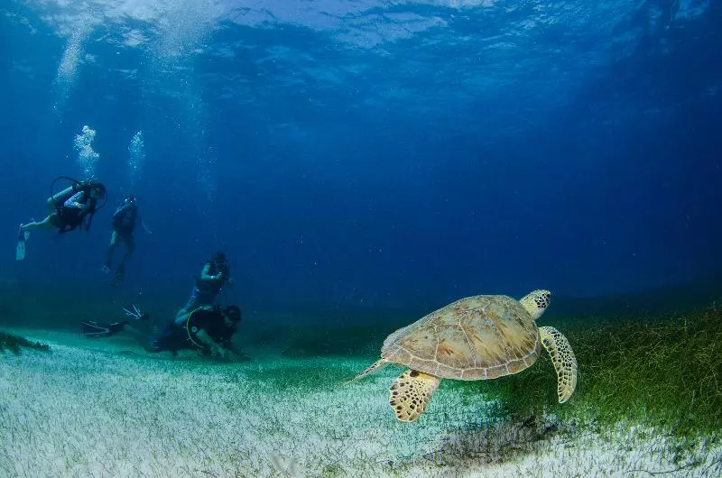 ホテル Akumal Natura Glamping