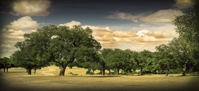 بنسيون Posada Real Del Buen Camino