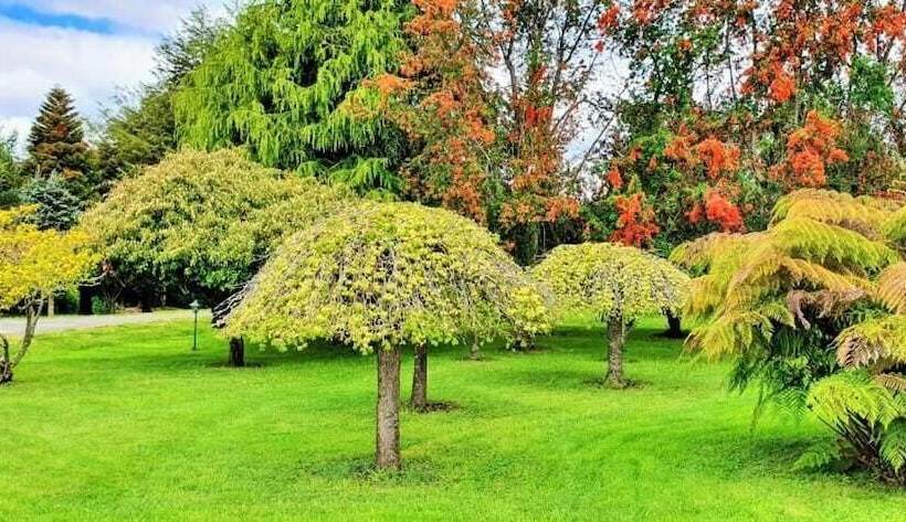 Y Cabañas Molino Viejo