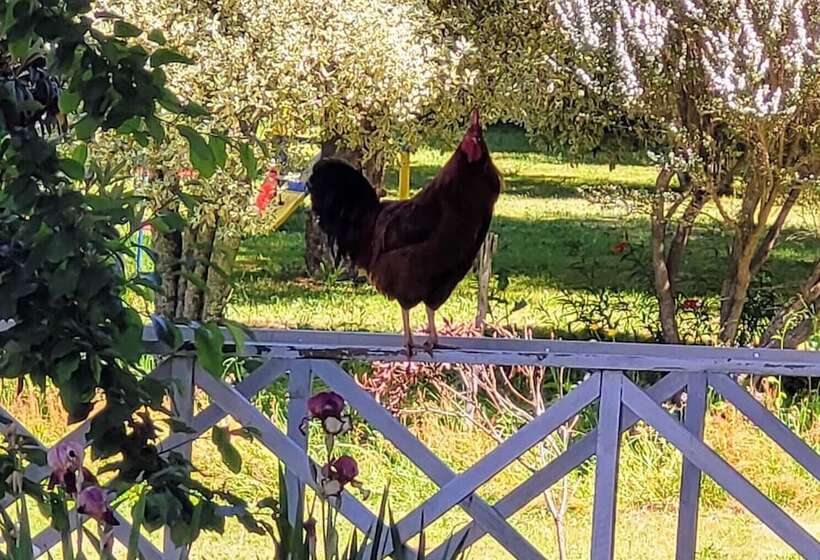 Y Cabañas Molino Viejo
