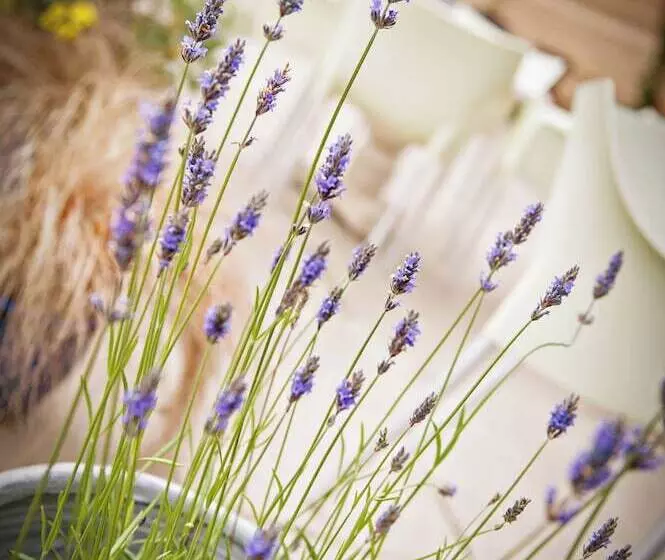 Majatalo Newton Hall Courtyard Rooms