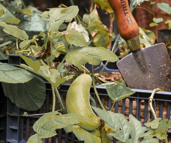 בית מלון כפרי Kapok Bacalar – Plant Based