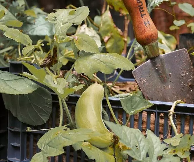 Hotelli Kapok Bacalar – Plant Based