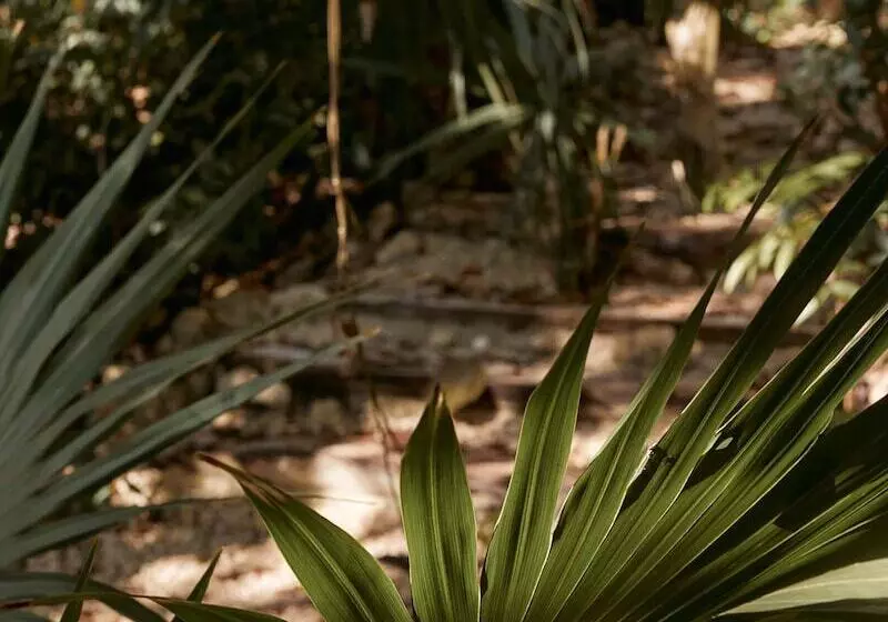 Hotelli Kapok Bacalar – Plant Based