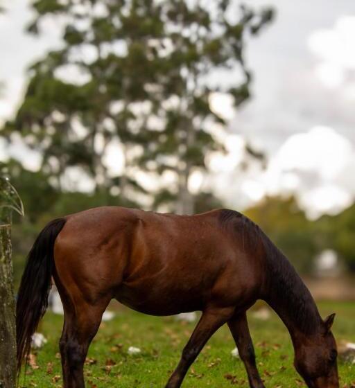 Отель Goldmen Select Guarapuava