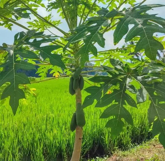 Aamiaismajoitus (B&B) Peacock Village Pinnawala