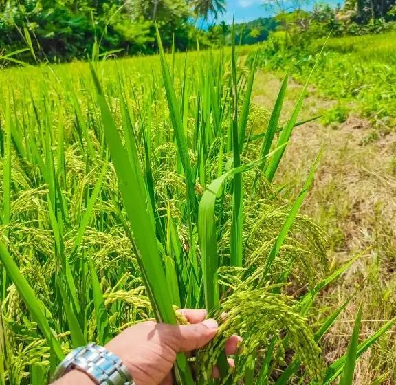 Aamiaismajoitus (B&B) Peacock Village Pinnawala