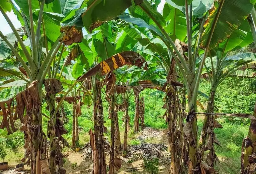 Aamiaismajoitus (B&B) Peacock Village Pinnawala