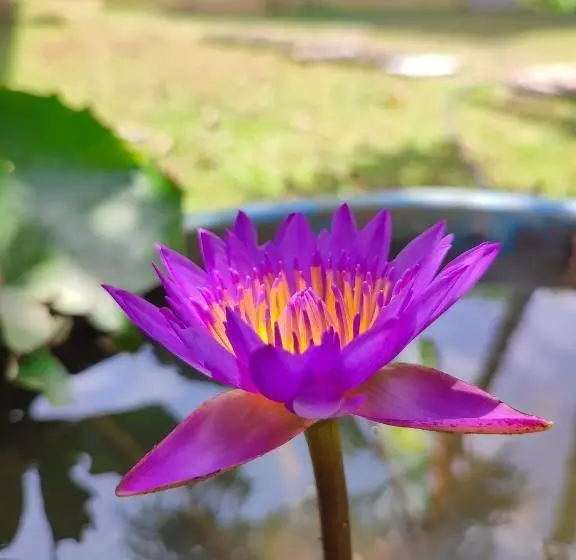 Aamiaismajoitus (B&B) Peacock Village Pinnawala