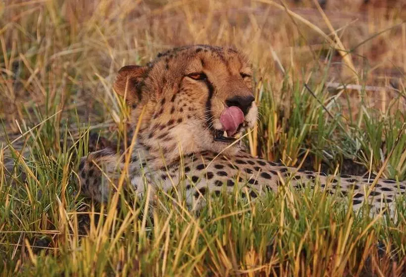 هتل Mukambi Safari Lodge