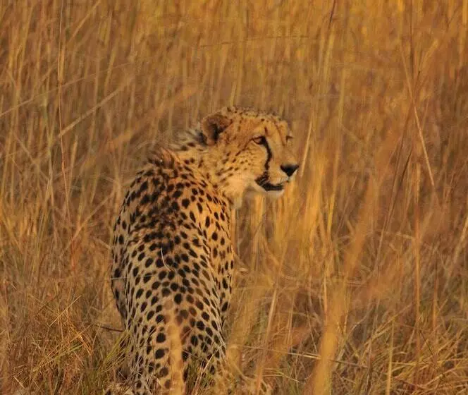 هتل Mukambi Safari Lodge