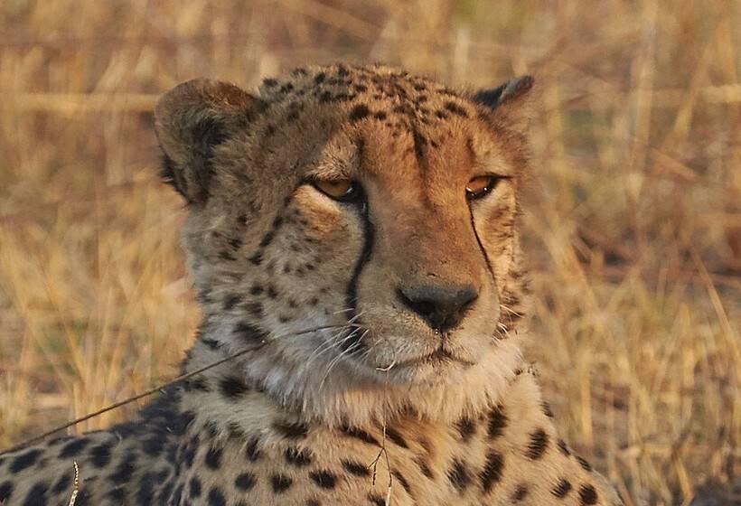 هتل Mukambi Safari Lodge