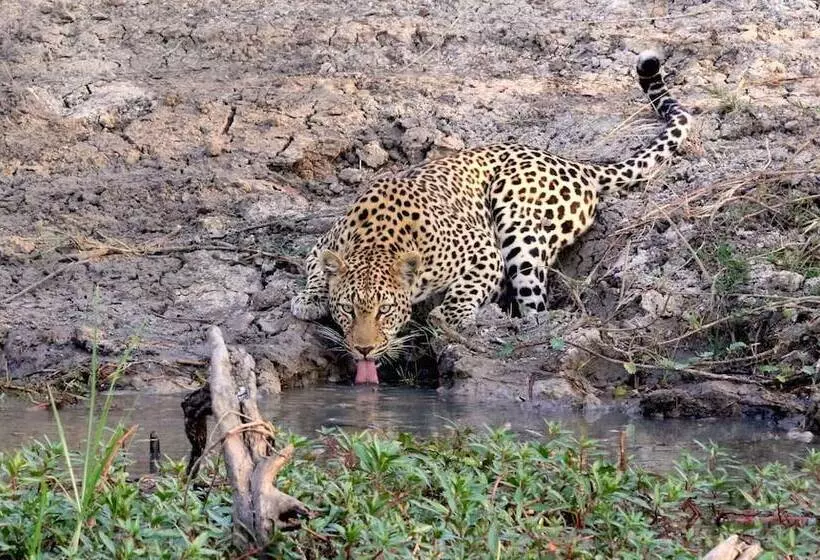 هتل Mukambi Safari Lodge