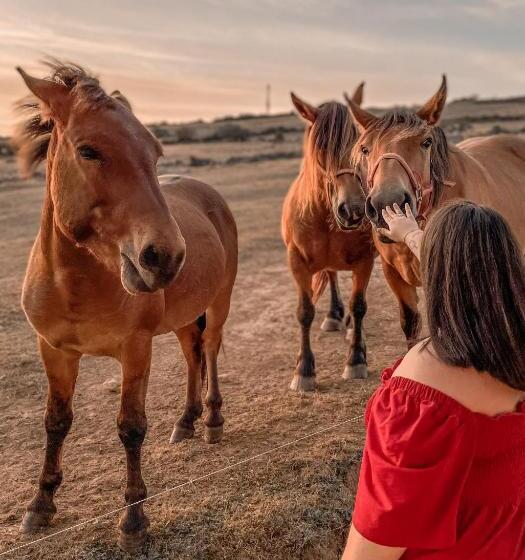 צימר Suites Niditas