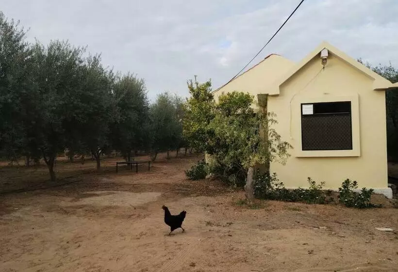 ペンション Thar Olive Cottages Pilani