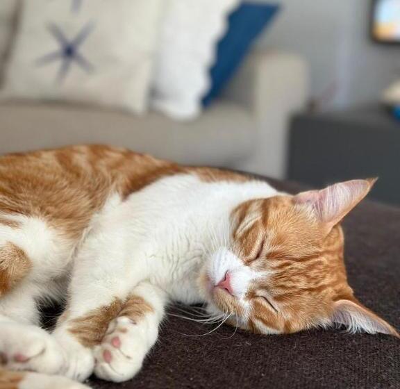 تختخواب و صبحانه Mentamarina