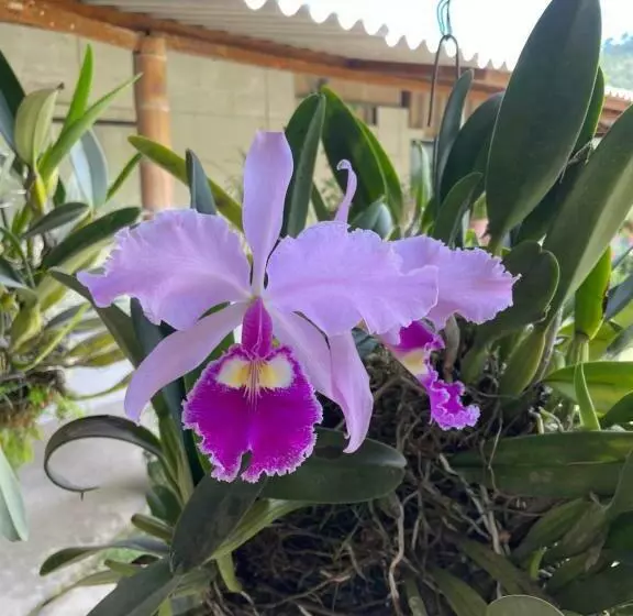 ホテル Café Tío Conejo. Finca