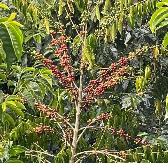 ホテル Café Tío Conejo. Finca