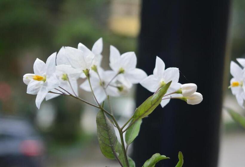 فندق Neelgiri Manali Diaries