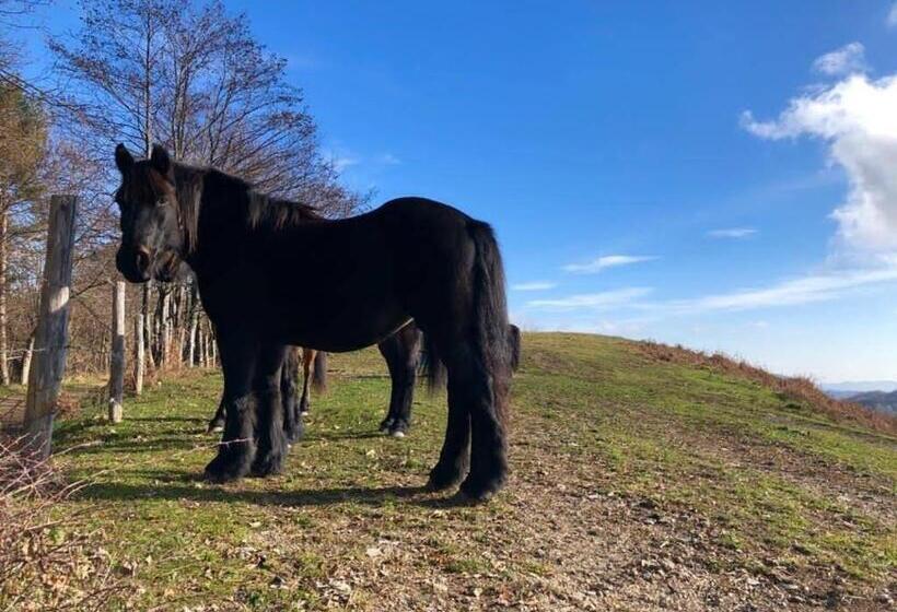 פנסיון Colle Del Faggio Nature Room