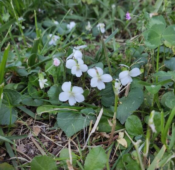تختخواب و صبحانه Le Viole Bianche