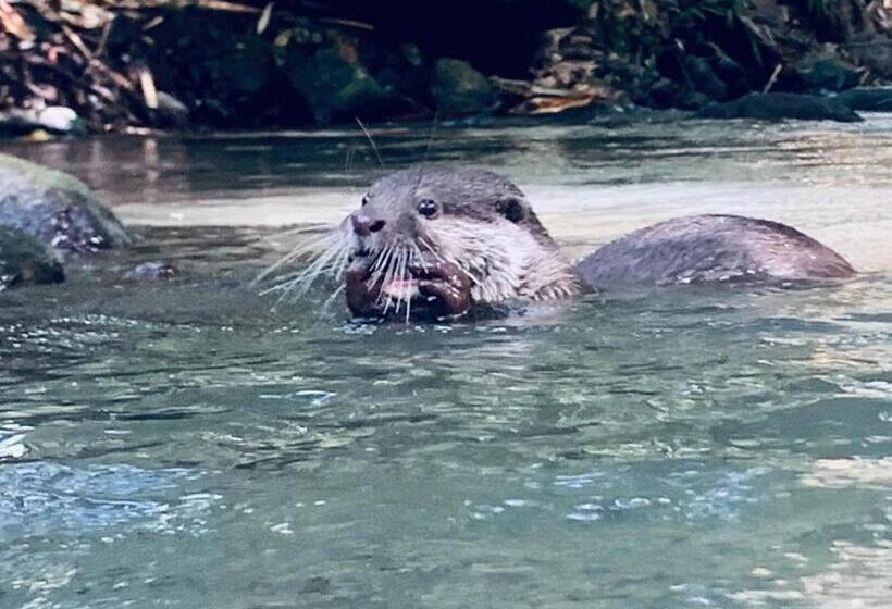Пансион Mi Casa The Gem Of Ijen
