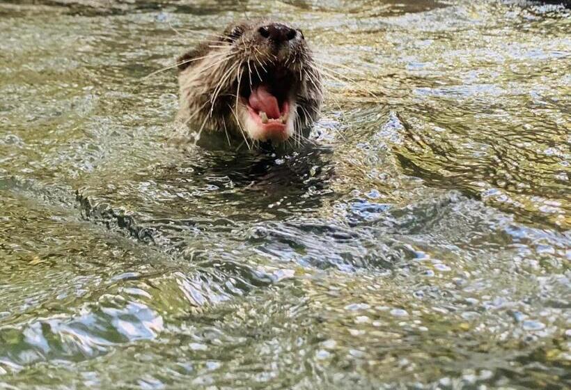 Пансион Mi Casa The Gem Of Ijen